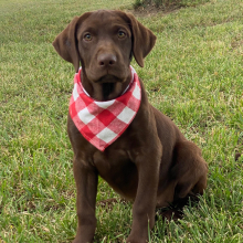 Labrador Retriever Puppy Kira