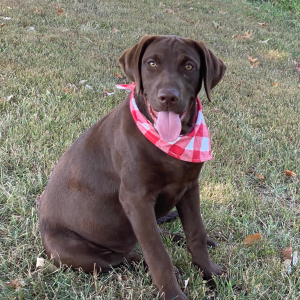 Labrador Retriever Puppy Kira