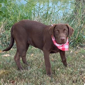 Labrador Retriever Puppy Kira