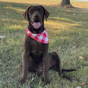 Labrador Retriever Puppy Kira