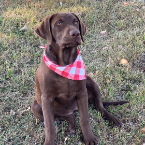 Labrador Retriever Puppy Kira