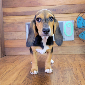 Beagle Puppy Daisey