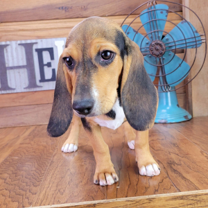 Beagle Puppy Daisey