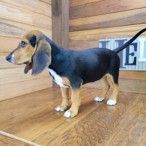 Beagle Puppy Daisey