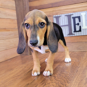 Beagle Puppy Daisey