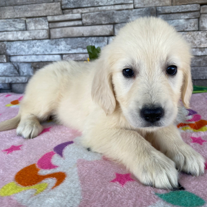 Golden Retriever Puppy Jacki