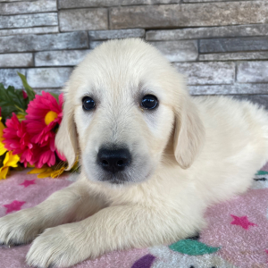 Golden Retriever Puppy Jacki