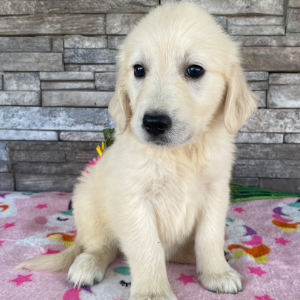 Golden Retriever Puppy Jacki