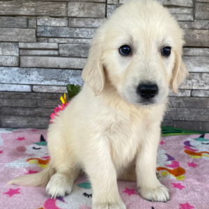 Golden Retriever Puppy Jacki