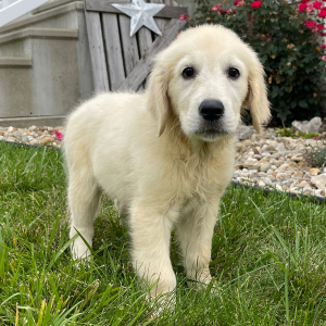 Golden Retriever Puppy Jacki