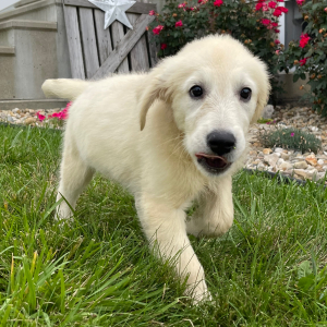 Golden Retriever Puppy Jacki