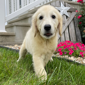 Golden Retriever Puppy Jacki