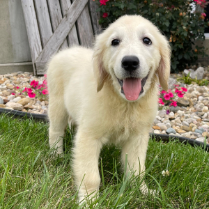 Golden Retriever Puppy Jacki