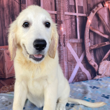 Golden Retriever Puppy Jacki