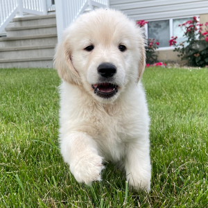 Golden Retriever Puppy Felix
