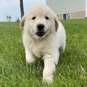 Golden Retriever Puppy Felix
