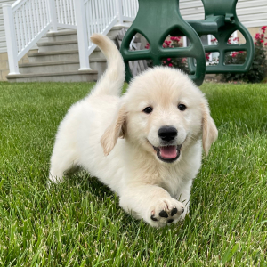 Golden Retriever Puppy Felix