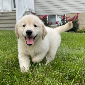 Golden Retriever Puppy Felix