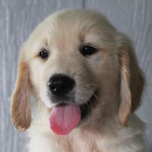 Golden Retriever Puppy Kaleb