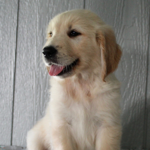 Golden Retriever Puppy Kaleb