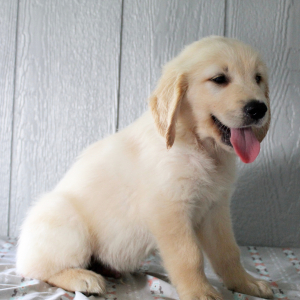 Golden Retriever Puppy Kaleb