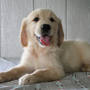 Golden Retriever Puppy Kaleb