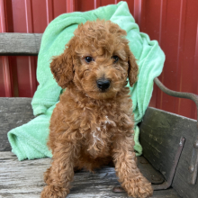 Goldendoodle Puppy Lukas