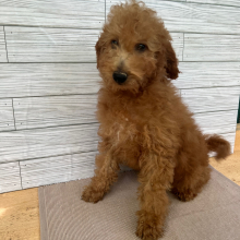 Goldendoodle Puppy Lukas