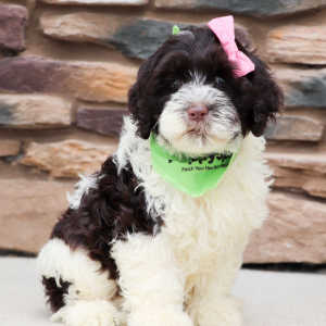 Portuguese Water Dog Puppy Juno