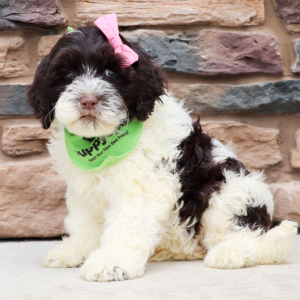 Portuguese Water Dog Puppy Juno
