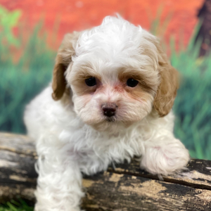 Shihpoo Puppy Hank