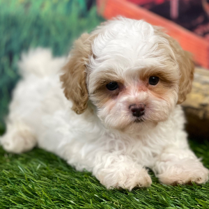 Shihpoo Puppy Hank