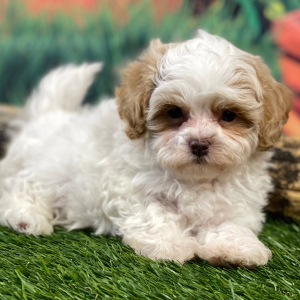 Shihpoo Puppy Hank