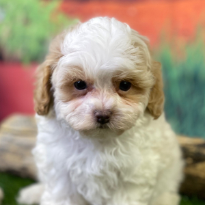 Shihpoo Puppy Hank