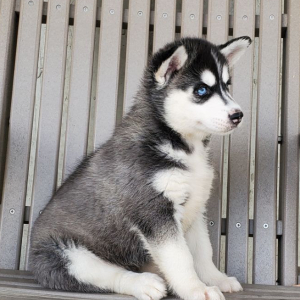 Siberian Husky Puppy Dash