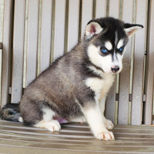 Siberian Husky Puppy Dash
