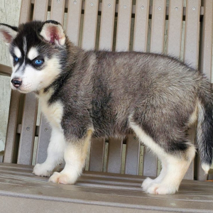 Siberian Husky Puppy Dash