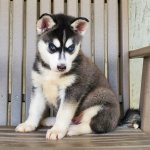 Siberian Husky Puppy Dash