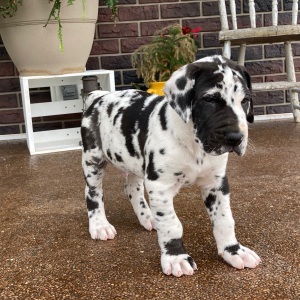 Great Dane Puppy Zeek