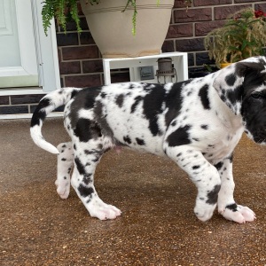 Great Dane Puppy Zeek