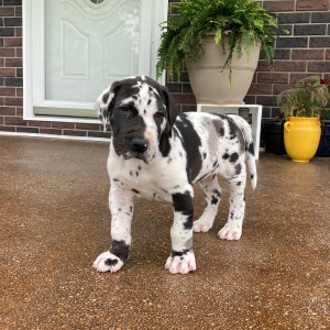 Great Dane Puppy Zeek