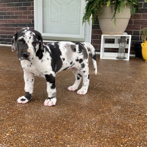 Great Dane Puppy Zeek