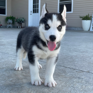 Siberian Husky Puppy Billy