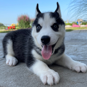 Siberian Husky Puppy Billy