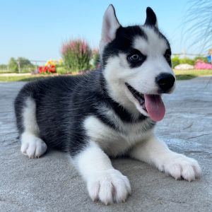 Siberian Husky Puppy Billy