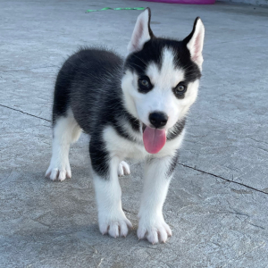 Siberian Husky Puppy Billy