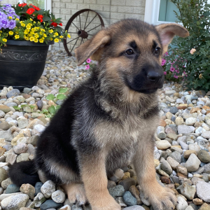 German Shepherd Dog Puppy Zack