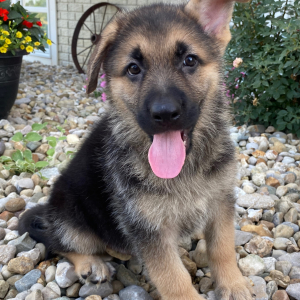 German Shepherd Dog Puppy Zack