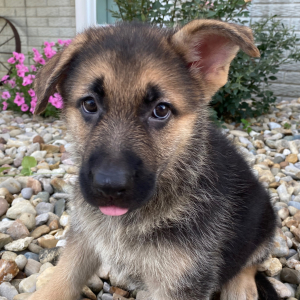 German Shepherd Dog Puppy Zack