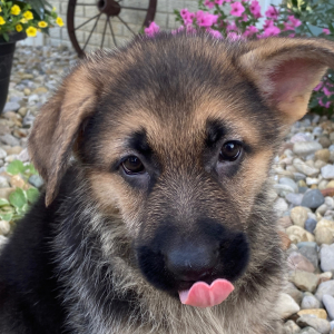 German Shepherd Dog Puppy Zack